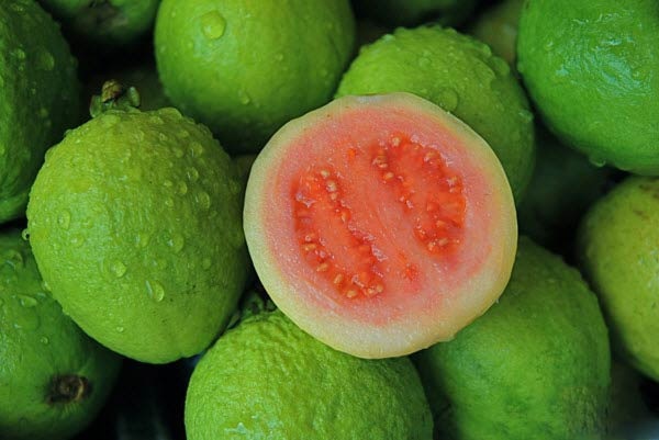 Quả ổi là loại trái cây mang lại nhiều thành phần dinh dưỡng có lợi ích cho sức khỏe, đặc biệt là có hiệu quả trong việc điều trị táo bón.