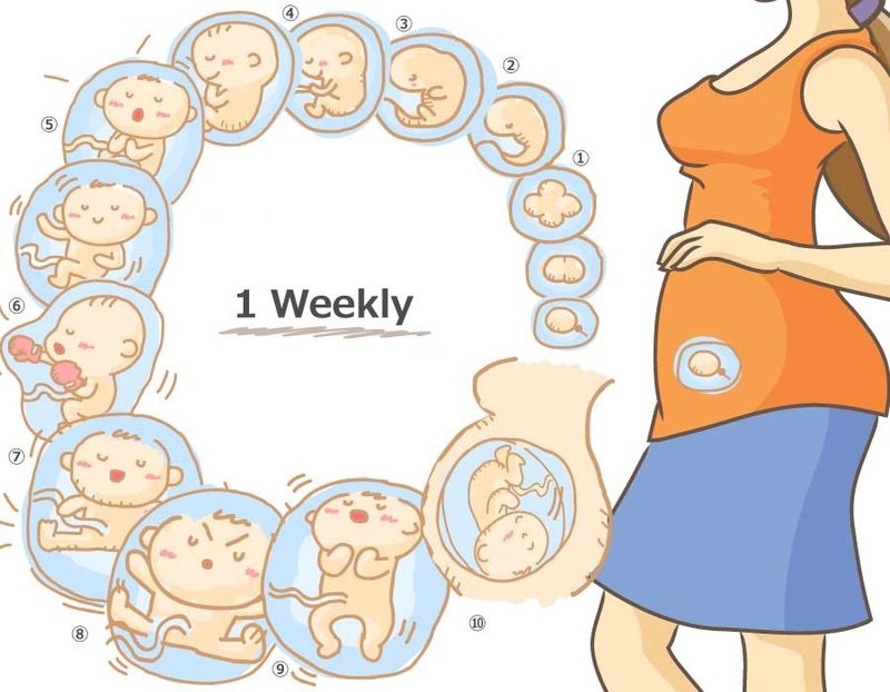 Kích thước thai nhi ngày một lớn có thể chèn ép lên nhiều cơ quan nội tạng bao gồm đường ruột, hệ tiêu hóa. 